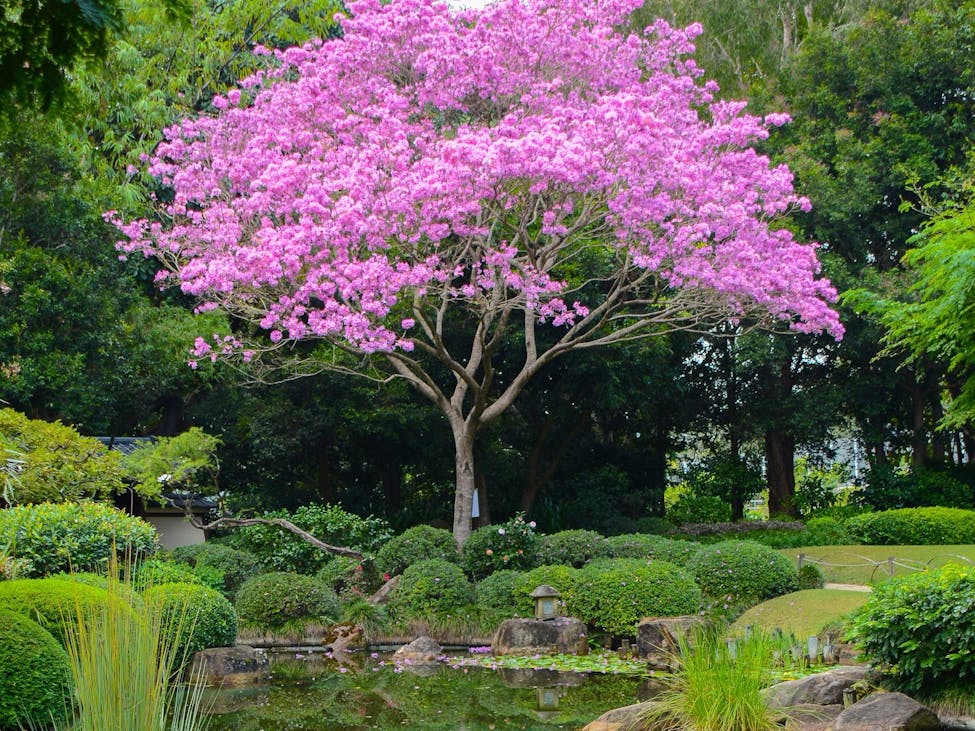 City Botanic Gardens, Brisbane